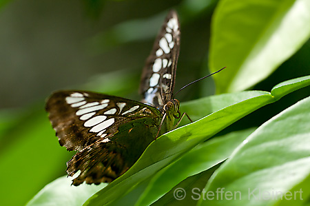 149 Segler - Parthenos sylvia